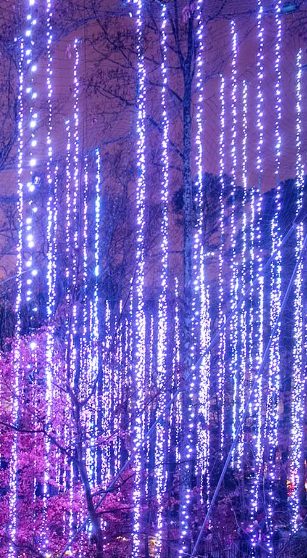 Atlanta Botanical Garden purple hanging lights.